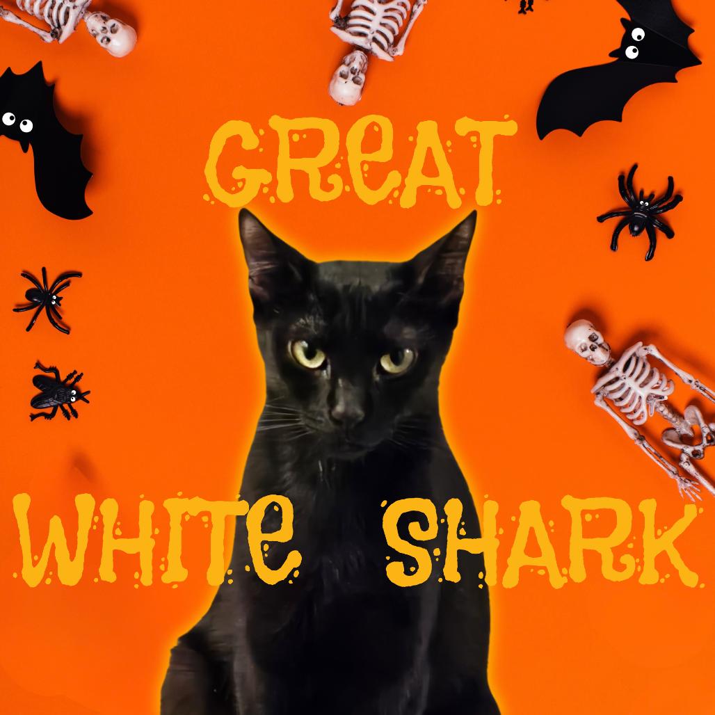 Enlarge Great White Shark, a Adoptable Domestic Short Hair in Tempe, AZ image 4/6