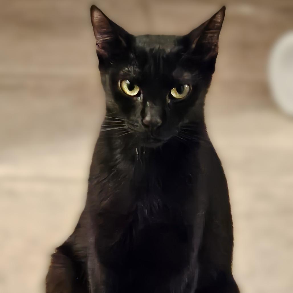 Enlarge Great White Shark, a Adoptable Domestic Short Hair in Tempe, AZ image 5/6