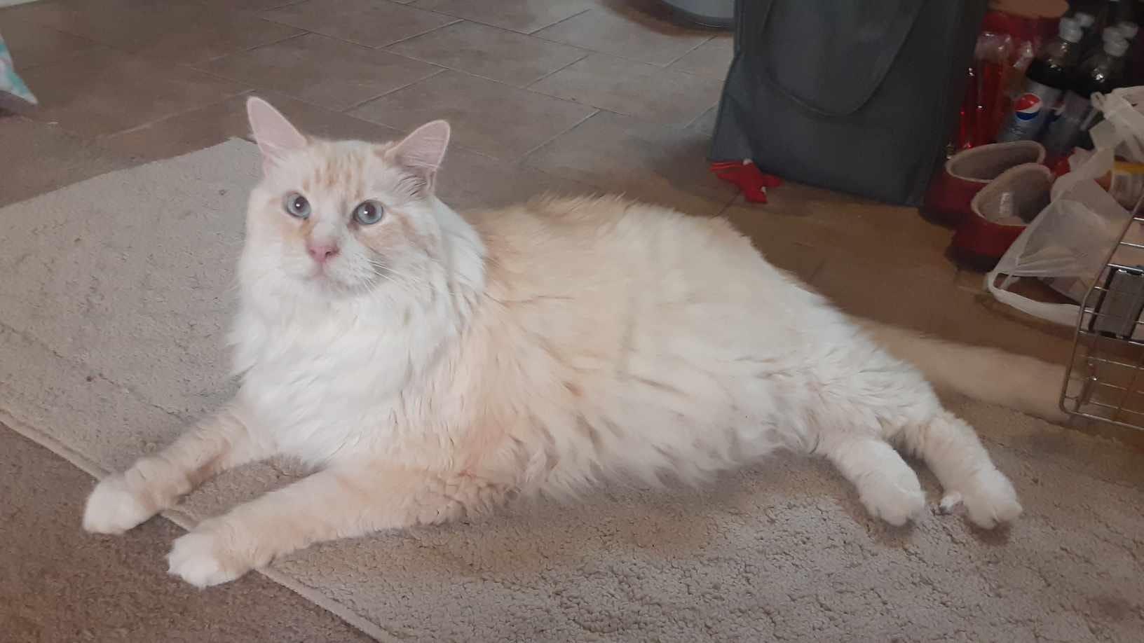 Gypsy, Adoptable, Senior Male Domestic Long Hair.
