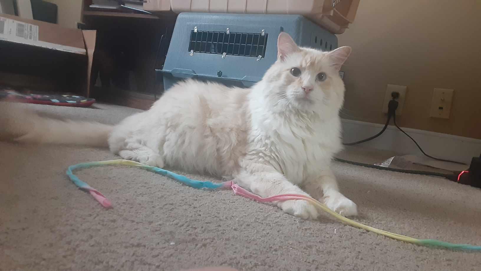 Gypsy, a Adoptable Domestic Long Hair in Lincoln, NE image 2/2