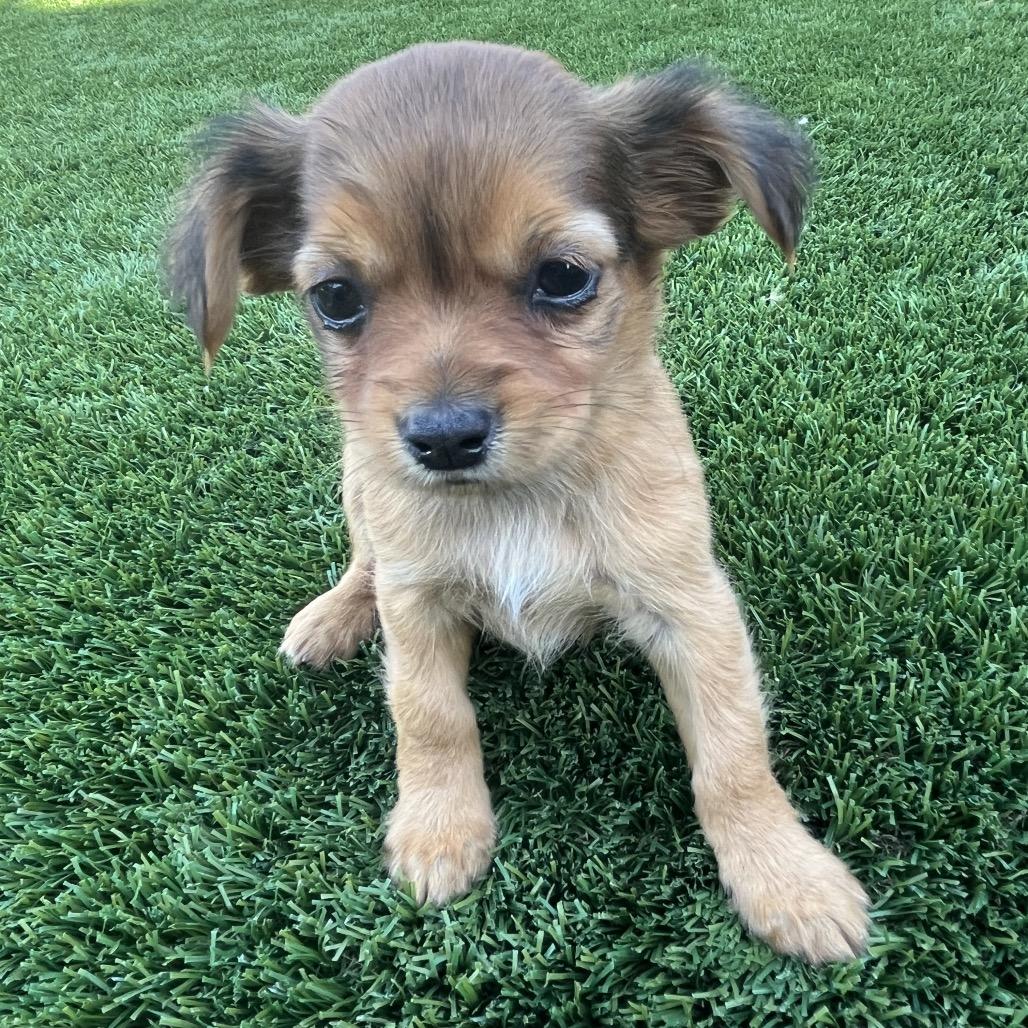 Enlarge Luna, a Adoptable mixed breed in Cashmere, WA image 1/1