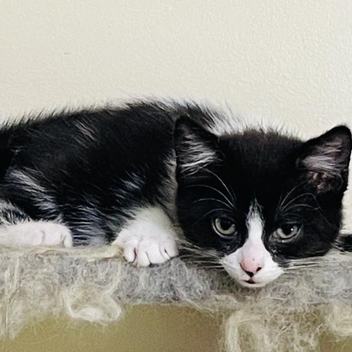 Eclair, a Adoptable Domestic Short Hair in Marietta, GA image 1/2
