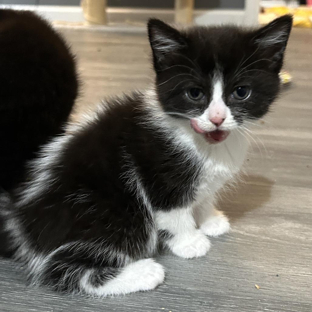 Eclair, a Adoptable Domestic Short Hair in Marietta, GA image 2/2