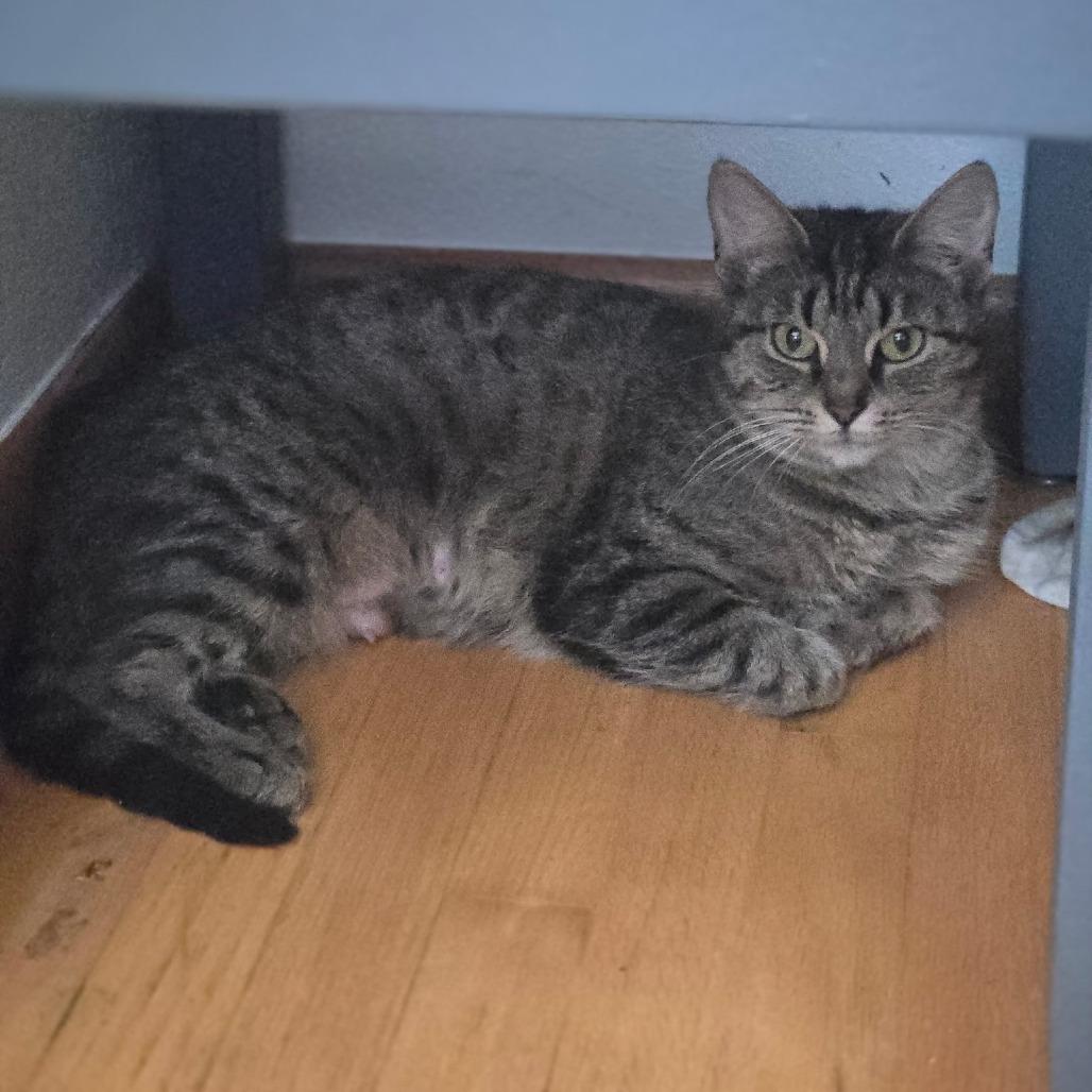 Sassy, Adoptable, Adult Female American Shorthair.