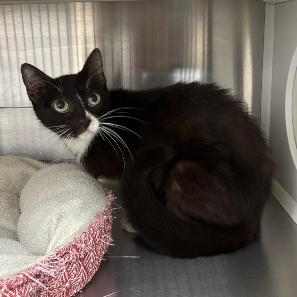 Zarina, a Adoptable Domestic Short Hair in Corpus Christi, TX image 1/2