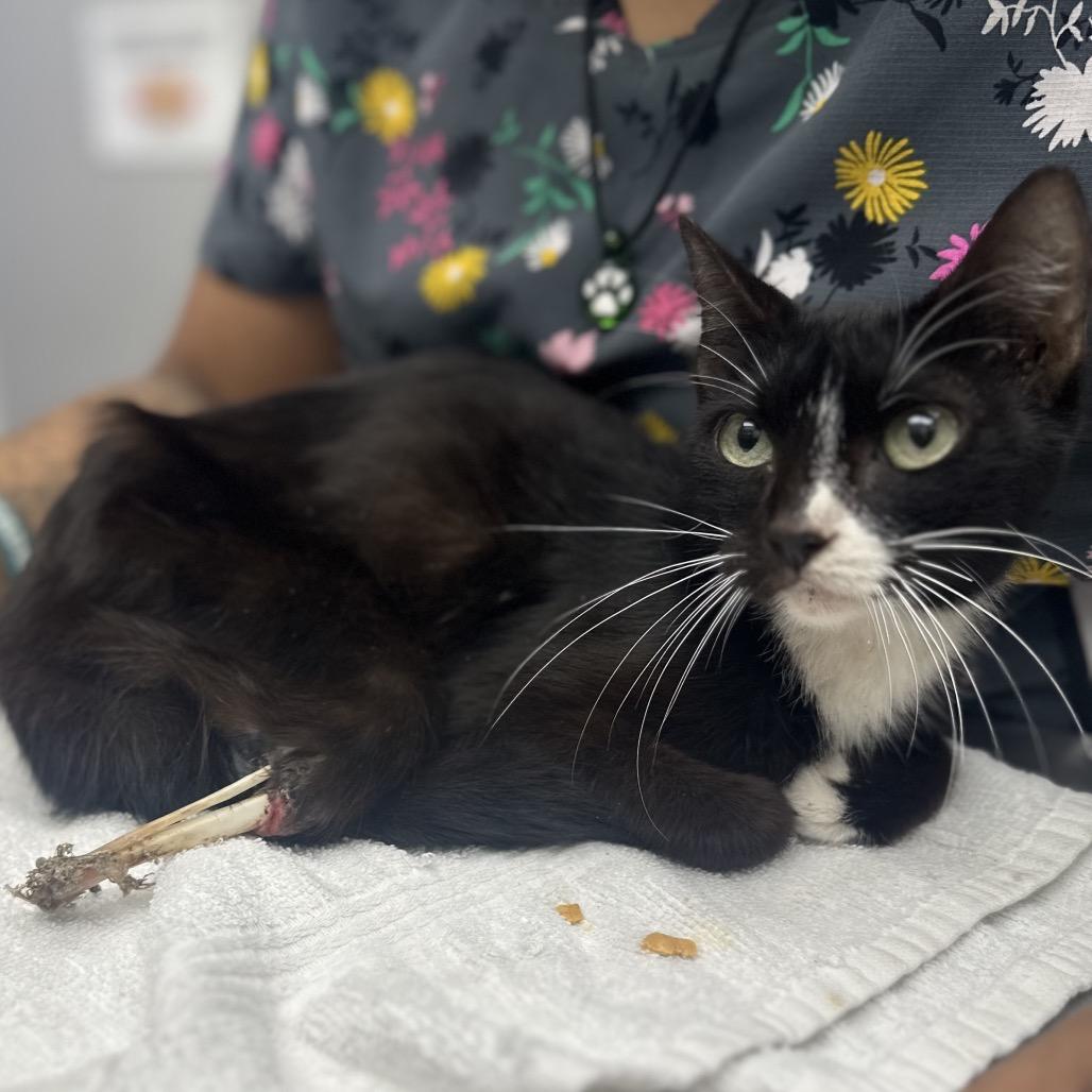 Zarina, a Adoptable Domestic Short Hair in Corpus Christi, TX image 2/2