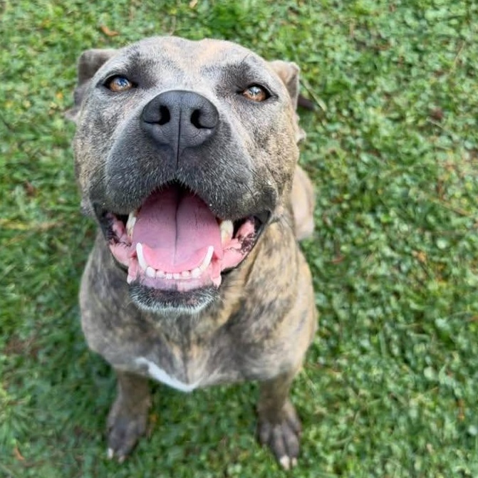 Enlarge Nala, a ADOPTABLE Mixed Breed in Wilmington, NC image 2/5