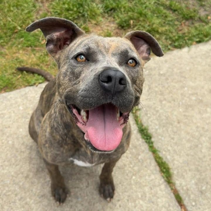 Enlarge Nala, a ADOPTABLE Mixed Breed in Wilmington, NC image 4/5