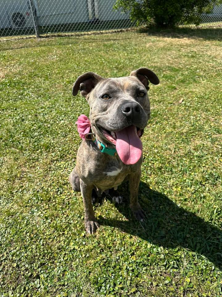 Nala, ADOPTABLE, Adult Female Mixed Breed.