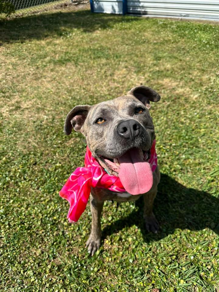 Enlarge Nala, a ADOPTABLE Mixed Breed in Wilmington, NC image 3/5