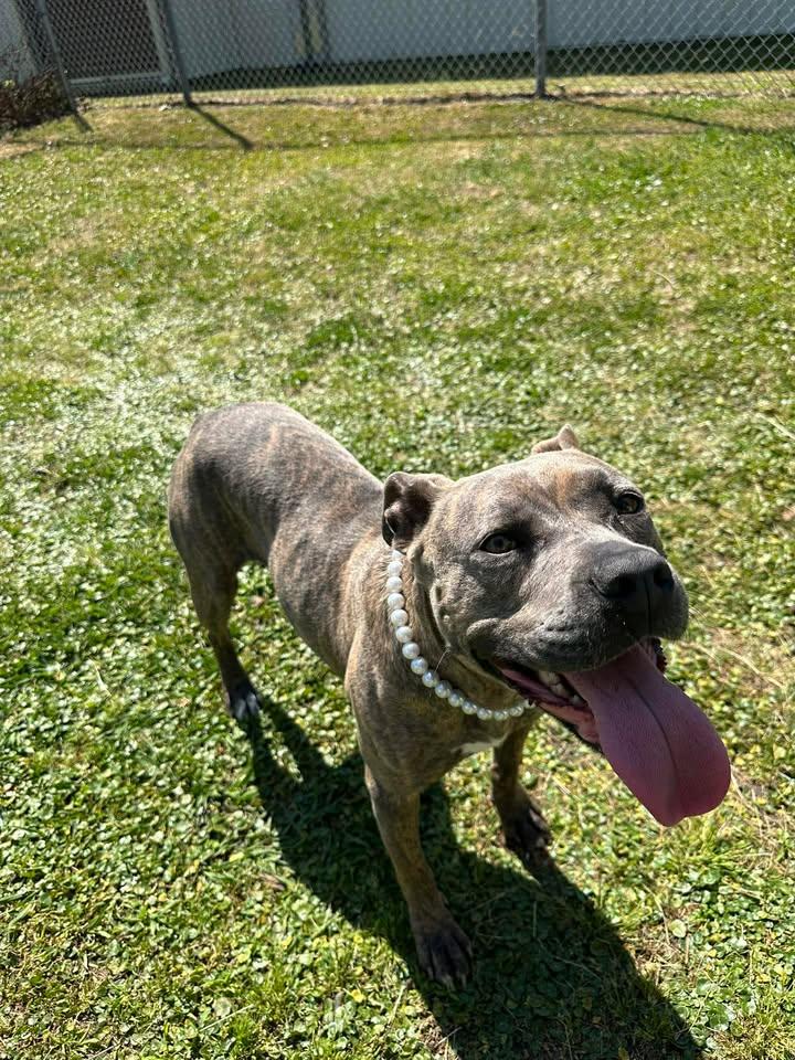 Enlarge Nala, a ADOPTABLE Mixed Breed in Wilmington, NC image 5/5