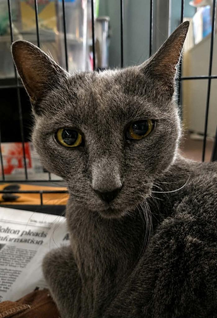 Theodore, Adoptable, Senior Male Russian Blue.