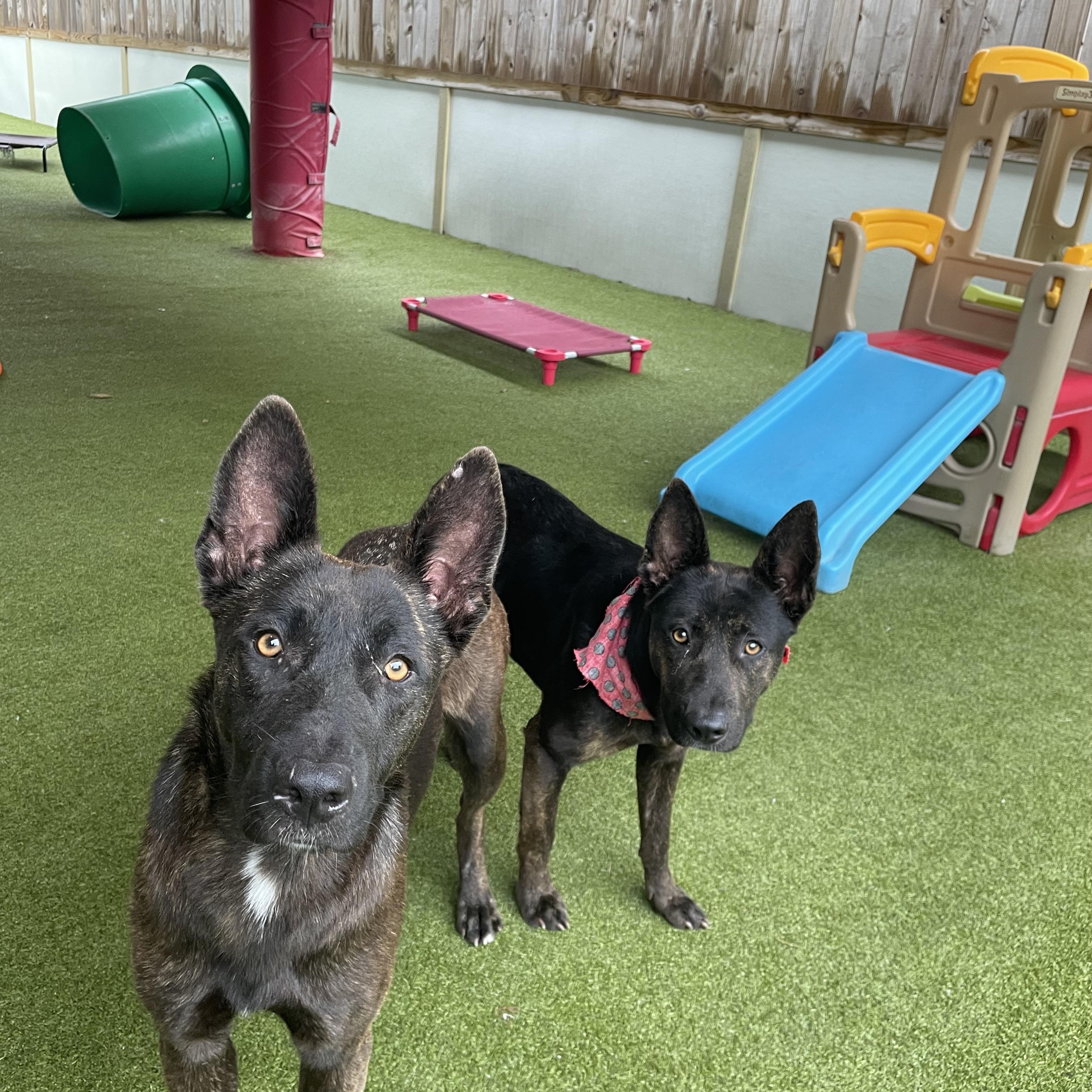 Enlarge Jill , a ADOPTABLE Dutch Shepherd in Houston, TX image 5/5