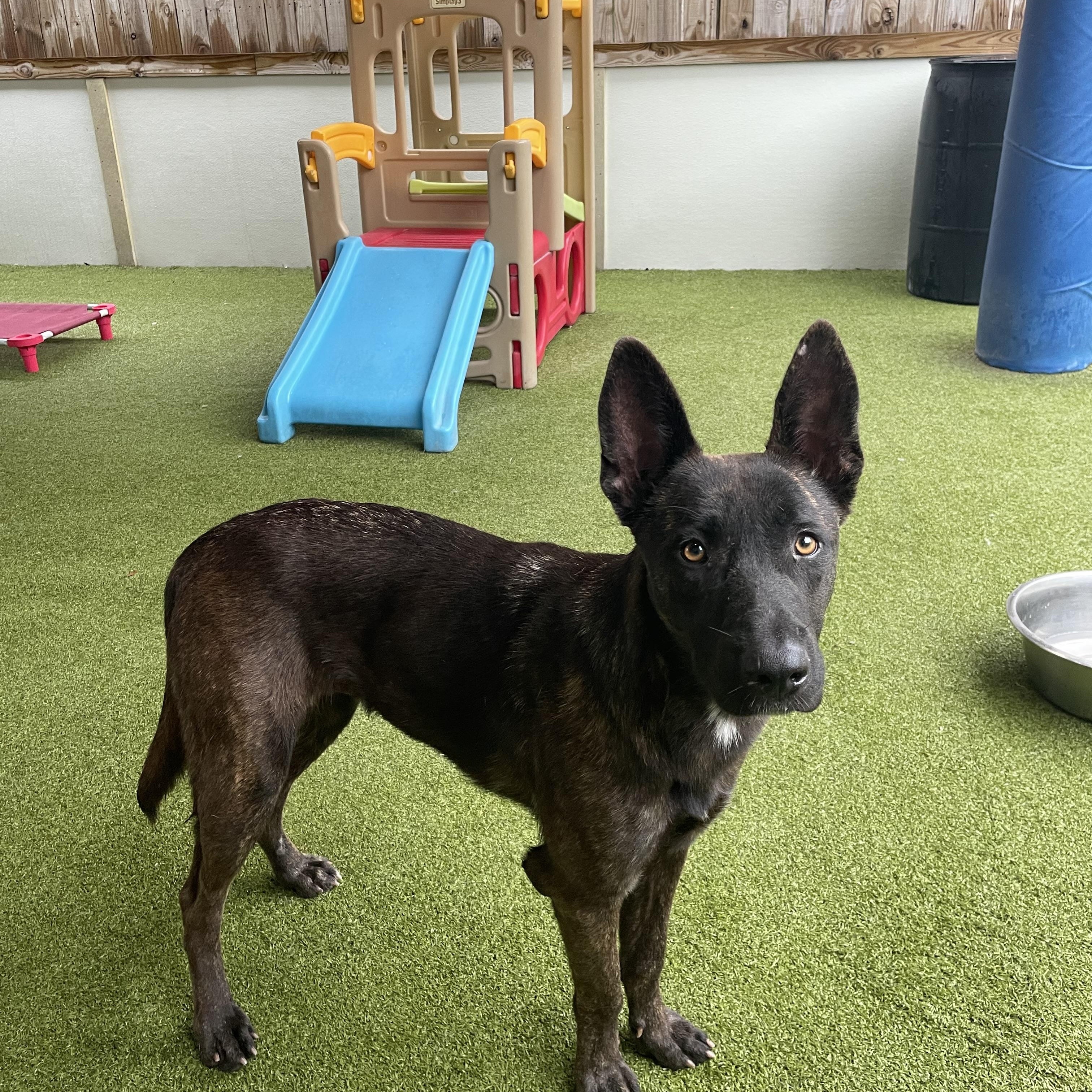 Enlarge Jill , a ADOPTABLE Dutch Shepherd in Houston, TX image 3/5