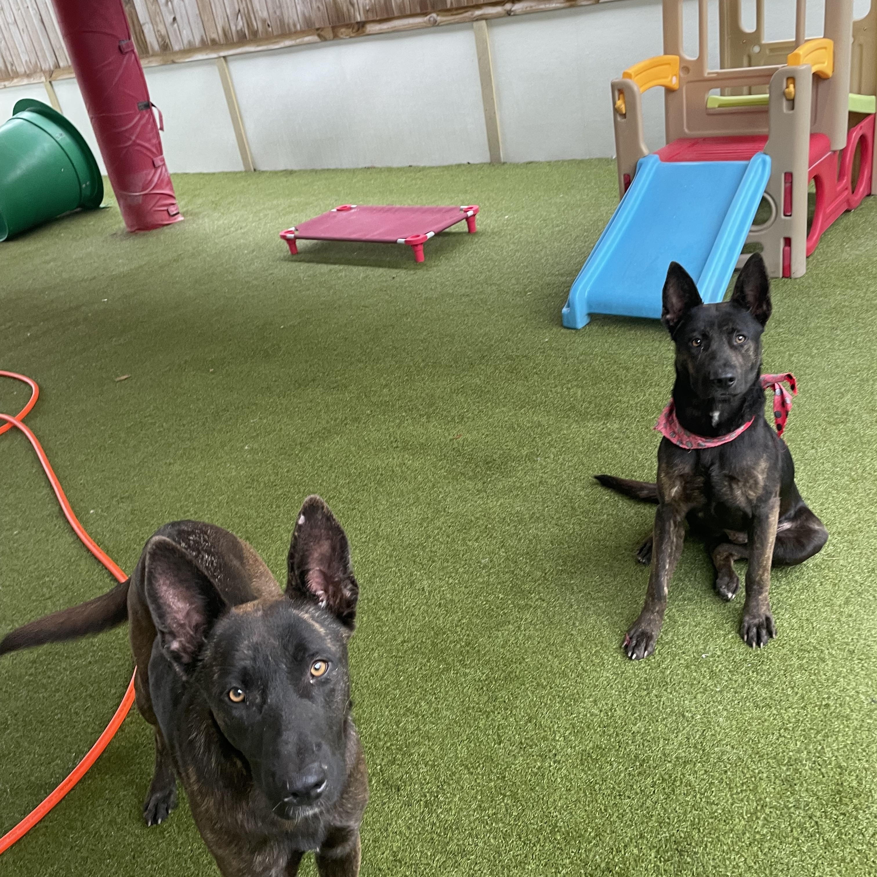 Enlarge Jill , a ADOPTABLE Dutch Shepherd in Houston, TX image 4/5