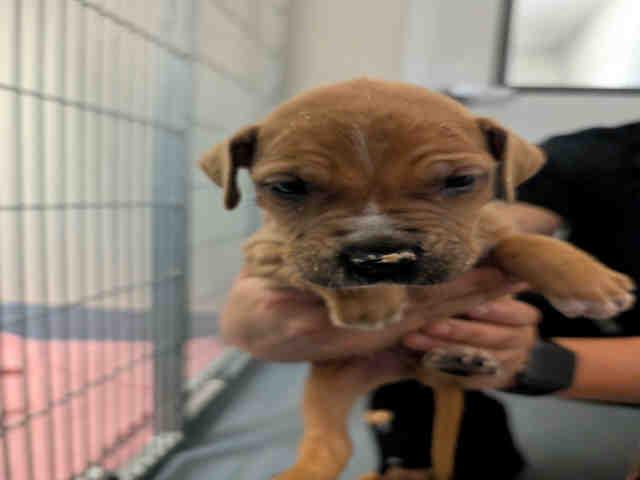 Enlarge A1945625, a Adoptable mixed breed in Bonita, CA image 1/1