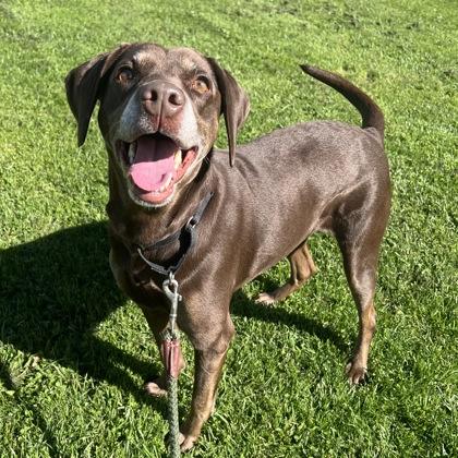 Enlarge Dakota, a Adoptable mixed breed in Ithaca, NY image 2/3