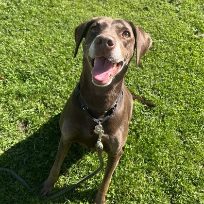 Dakota, Adoptable, Adult Female Mixed Breed.