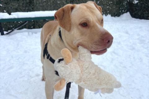 Enlarge Wafflefry, a ADOPTABLE Mixed Breed in Chicago, IL image 5/6
