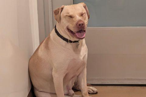 Enlarge Wafflefry, a ADOPTABLE Mixed Breed in Chicago, IL image 3/6