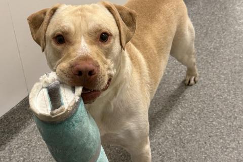 Enlarge Wafflefry, a ADOPTABLE Mixed Breed in Chicago, IL image 4/6