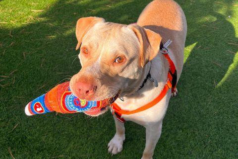 Enlarge Wafflefry, a ADOPTABLE Mixed Breed in Chicago, IL image 1/6