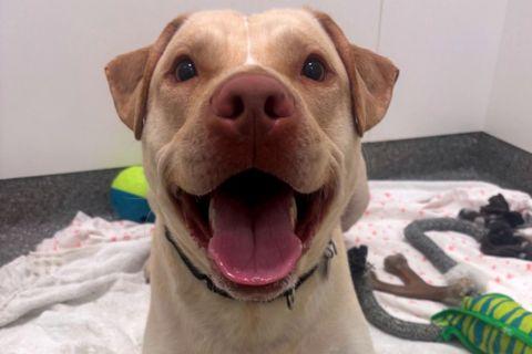 Enlarge Wafflefry, a ADOPTABLE Mixed Breed in Chicago, IL image 2/6