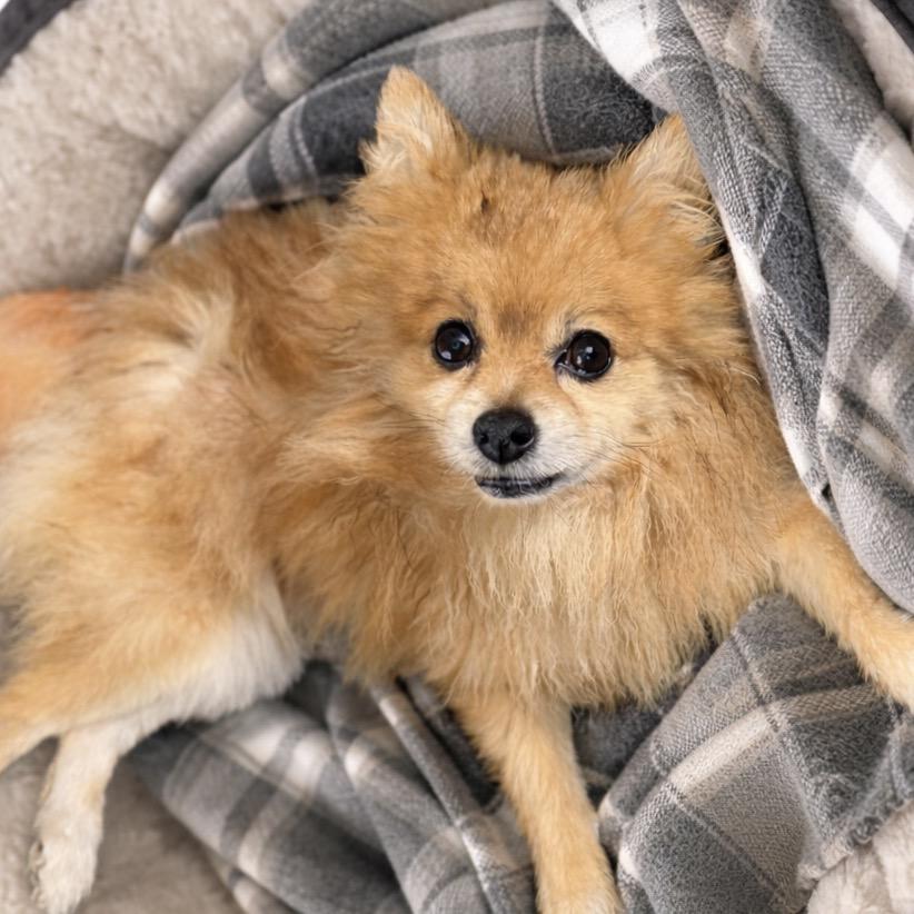 Enlarge Theodore, a Adoptable Pomeranian in Hudson, IL image 1/1