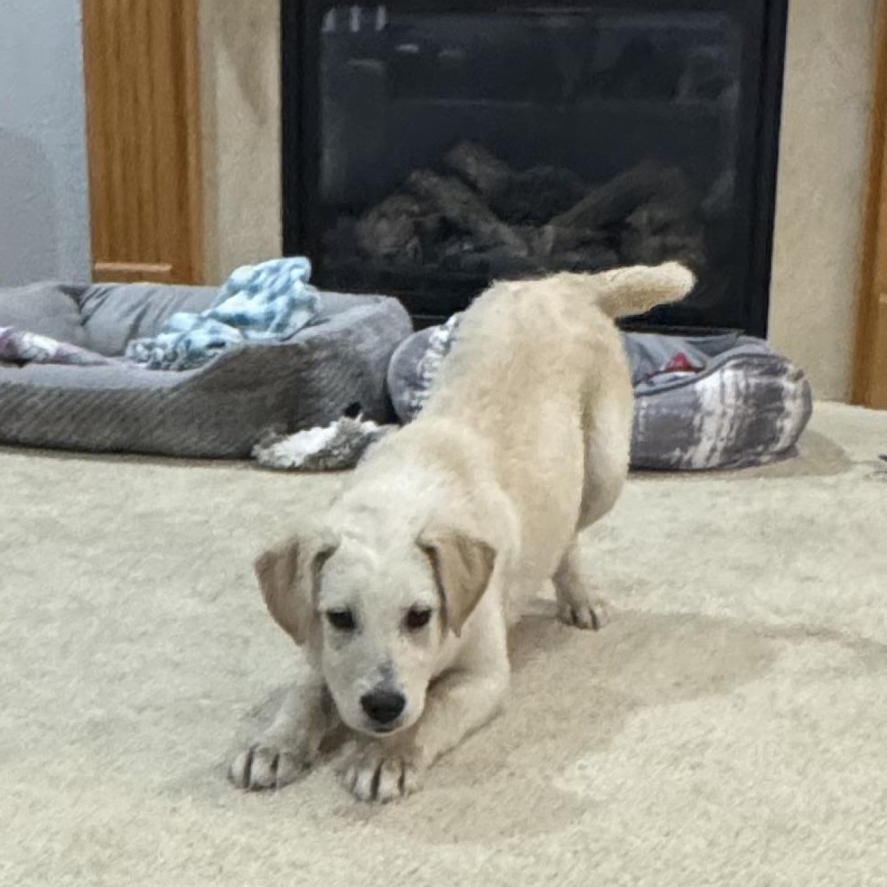 Enlarge Martina, a ADOPTABLE mixed breed in Minneapolis, MN image 2/6