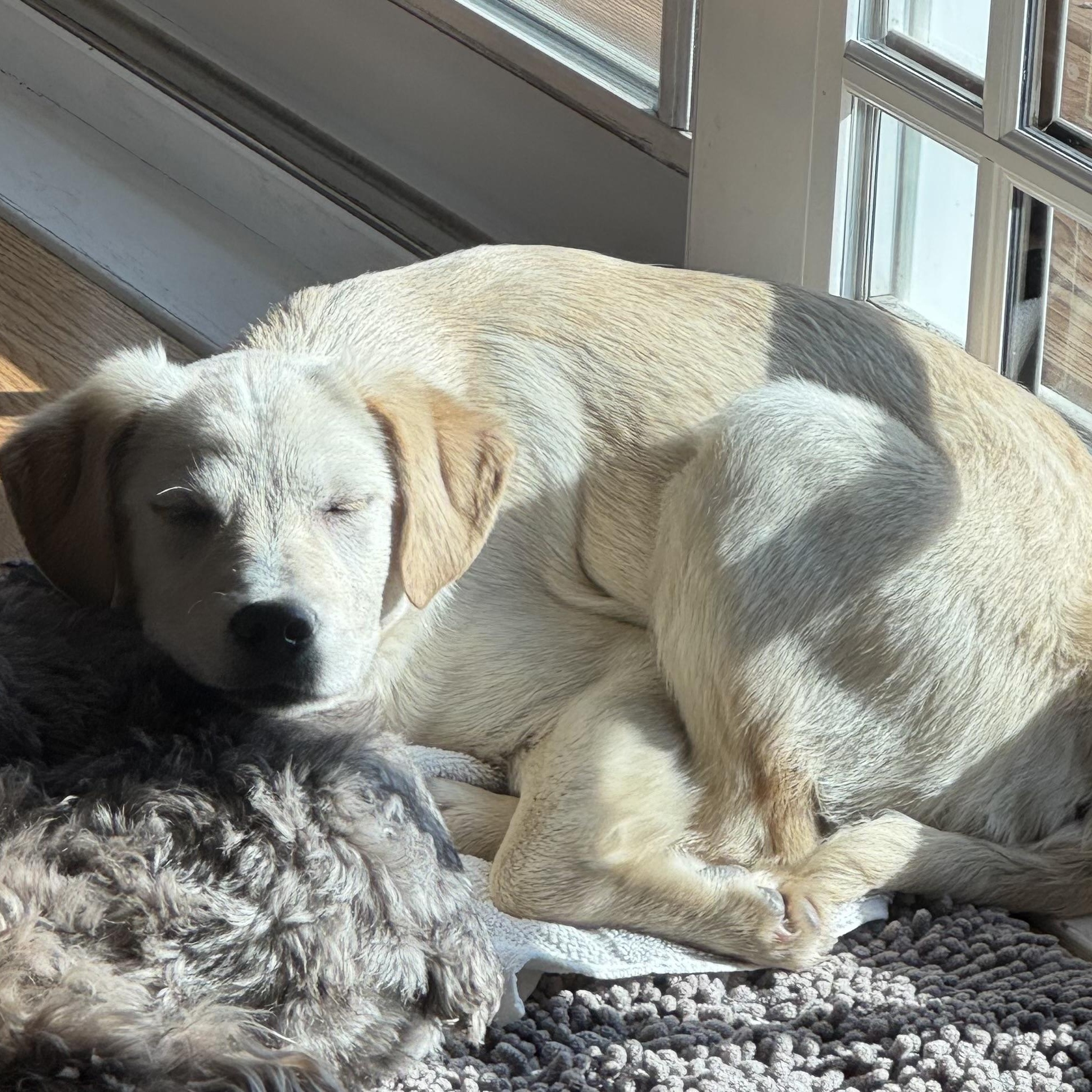 Enlarge Martina, a ADOPTABLE mixed breed in Minneapolis, MN image 3/6