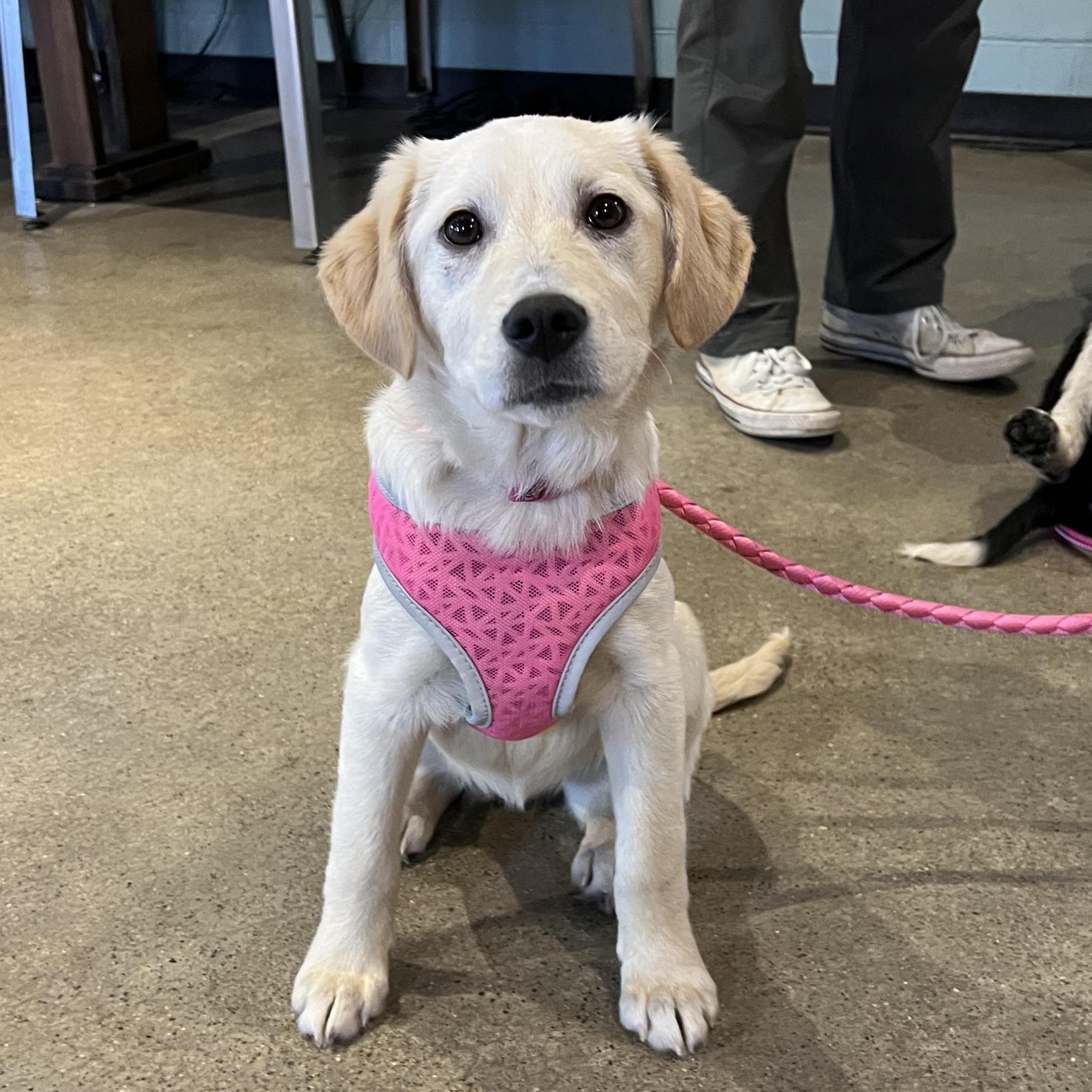 Enlarge Martina, a ADOPTABLE mixed breed in Minneapolis, MN image 1/6