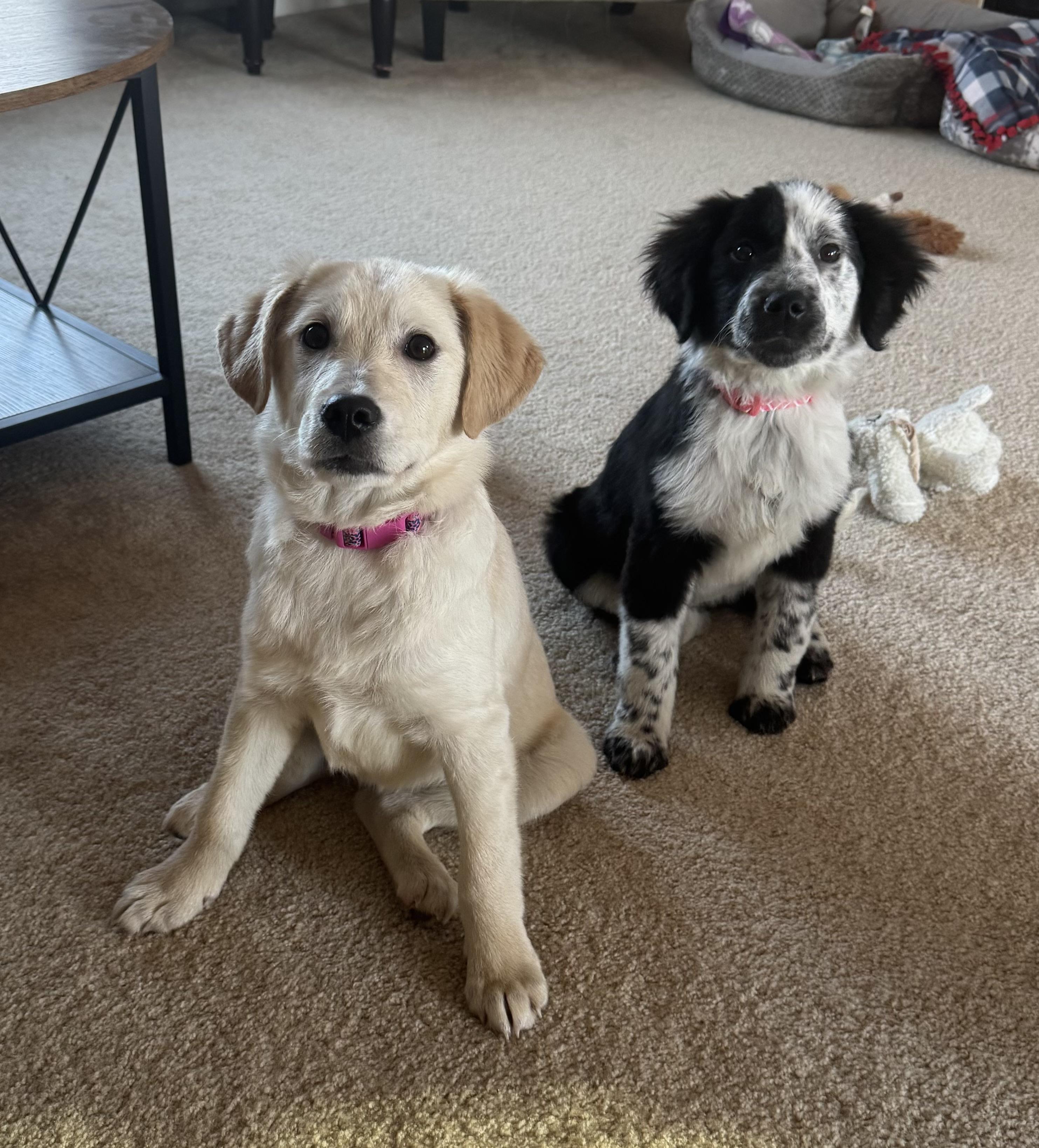 Enlarge Martina, a ADOPTABLE mixed breed in Minneapolis, MN image 5/6