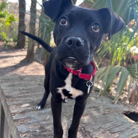 Nestor, Adult Male Mixed Breed