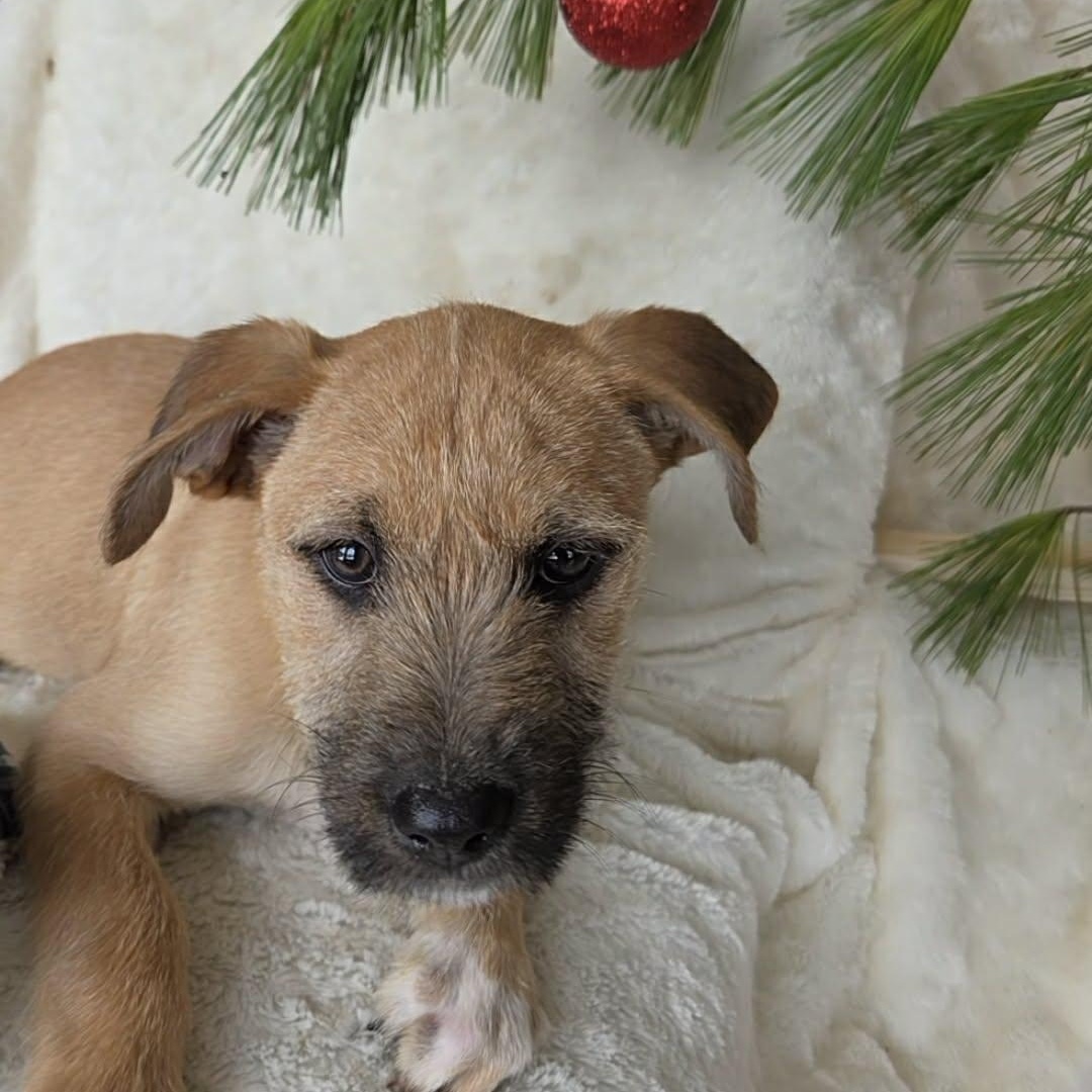 Woodstock, adoptable, Puppy Male Terrier.