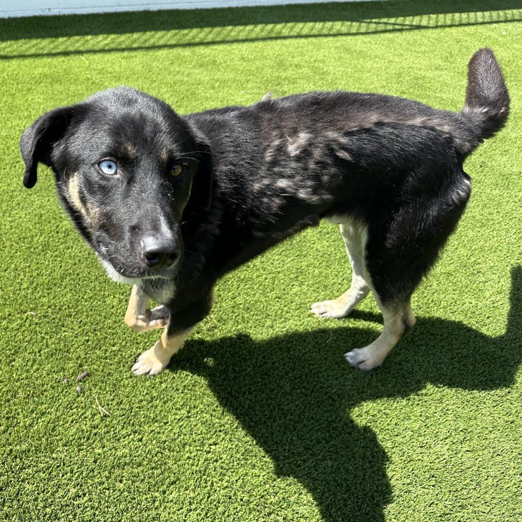 Caleb, Adoptable, Adult Male Siberian Husky.