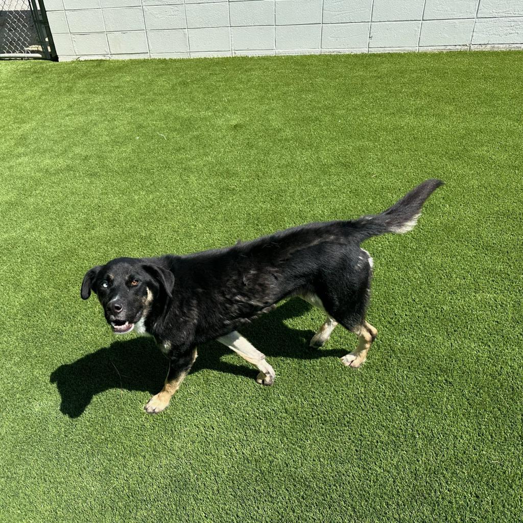 Enlarge Caleb, a Adoptable Siberian Husky in LOXAHATCHEE, FL image 2/3