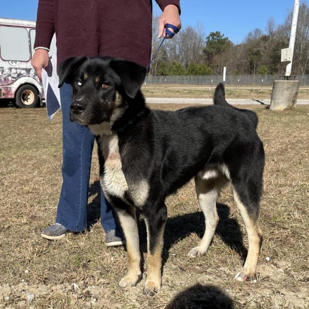 Enlarge Caleb, a Adoptable Siberian Husky in LOXAHATCHEE, FL image 3/3