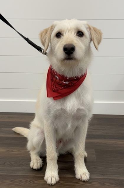 Navy, Adoptable, Puppy Female Mixed Breed & Mixed Breed.