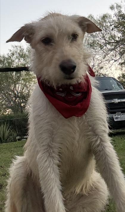 Enlarge Navy, a Adoptable mixed breed in Cibolo, TX image 2/3