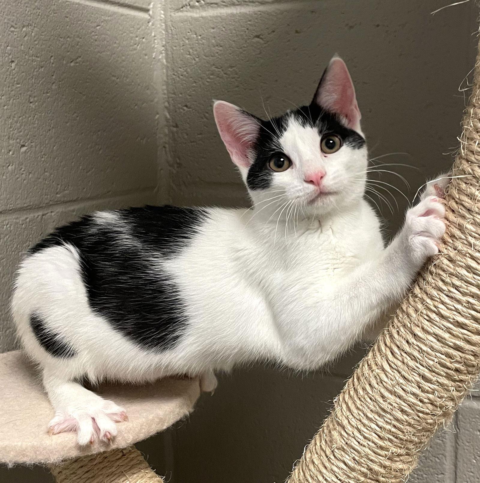 Ruby, Adoptable, Young Female Domestic Short Hair.