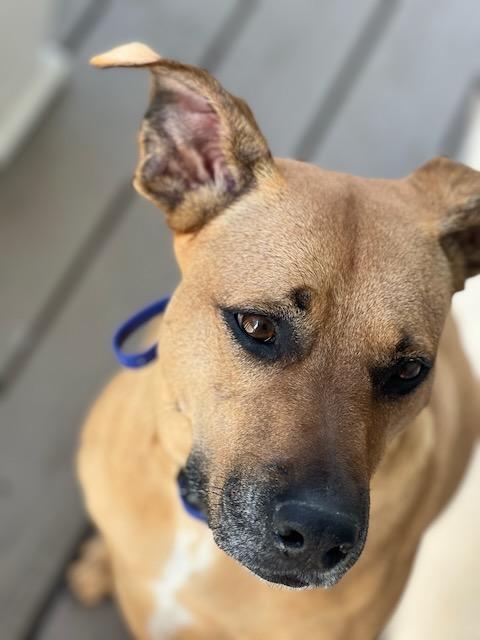 INDY, a Adoptable mixed breed in Alpharetta, GA image 1/6