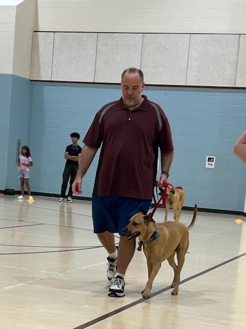 INDY, an adoptable Hound, Labrador Retriever in Alpharetta, GA, 30023 | Photo Image 4