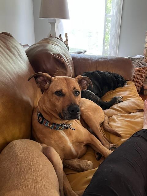 INDY, a Adoptable mixed breed in Alpharetta, GA image 3/6