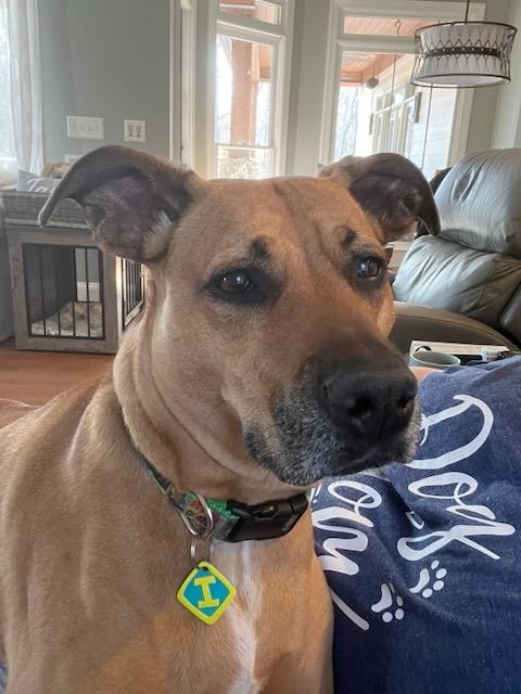 Enlarge INDY, a Adoptable mixed breed in Alpharetta, GA image 3/6