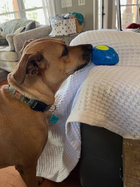 Enlarge INDY, a Adoptable mixed breed in Alpharetta, GA image 6/6