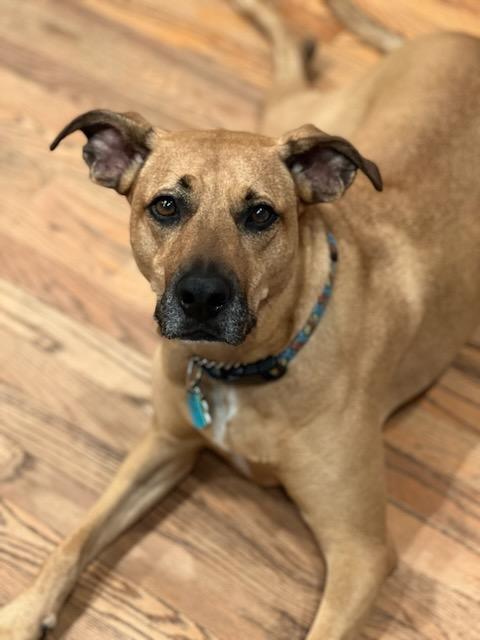 INDY, a Adoptable mixed breed in Alpharetta, GA image 5/6