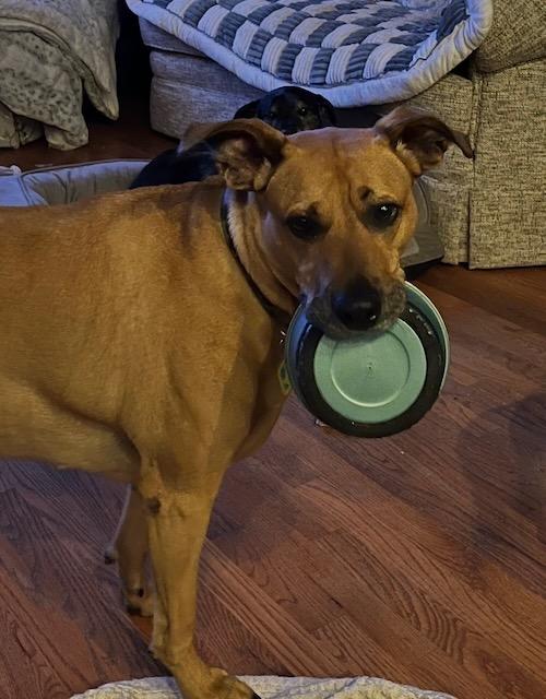 Enlarge INDY, a Adoptable mixed breed in Alpharetta, GA image 4/6