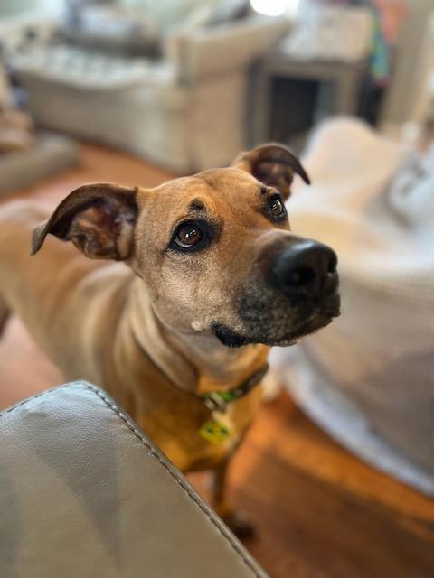 Enlarge INDY, a Adoptable mixed breed in Alpharetta, GA image 1/6