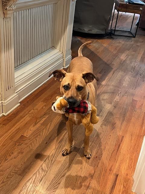 INDY, a Adoptable mixed breed in Alpharetta, GA image 6/6