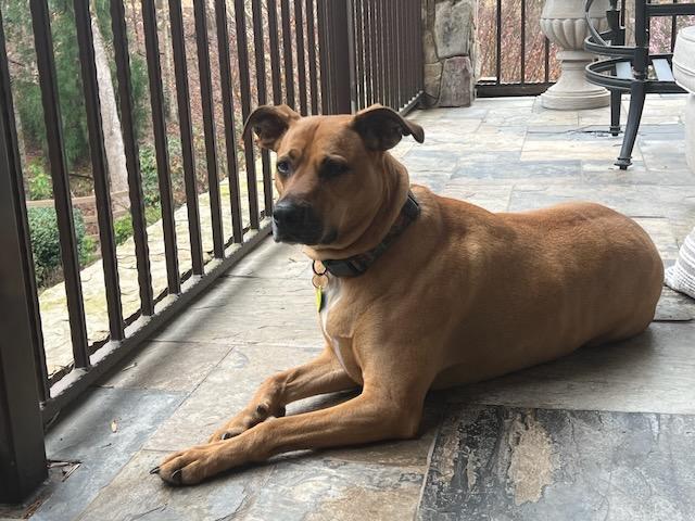 Enlarge INDY, a Adoptable mixed breed in Alpharetta, GA image 5/6